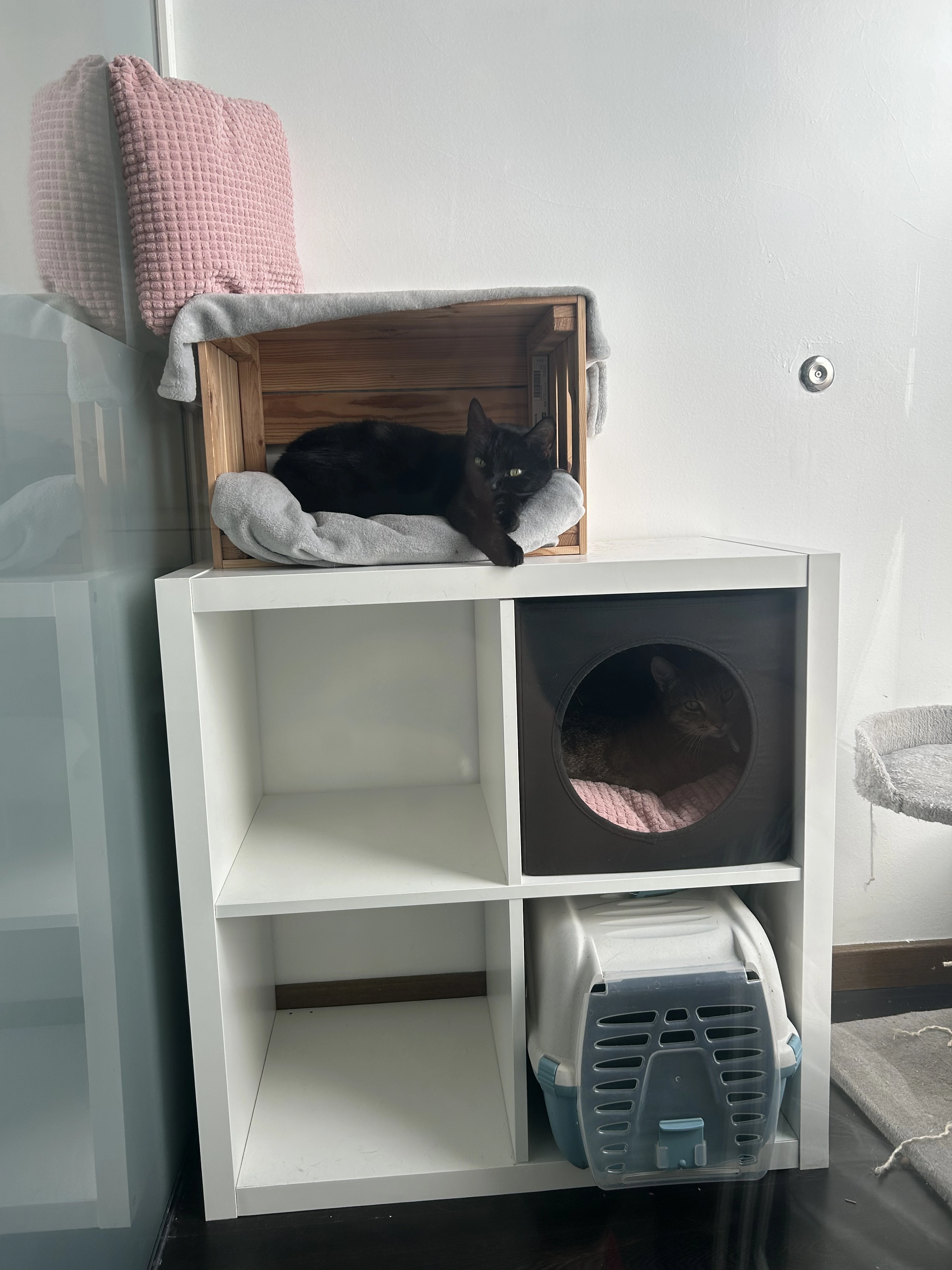 hotel gatos exclusivo suites amplas segurança sintra lisboa mimosrelaxpets